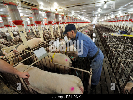 Hog Züchtung durch künstliche Befruchtung Stockfoto