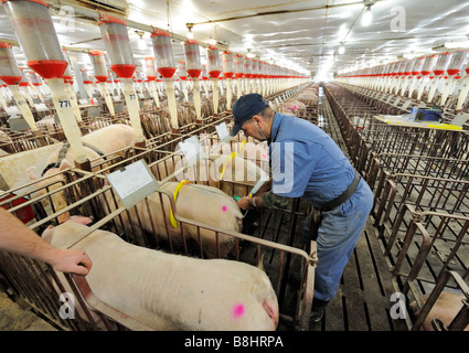 Hog Züchtung durch künstliche Befruchtung Stockfoto