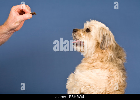 Shih Tzu-Malteser Kreuz Hund Stockfoto