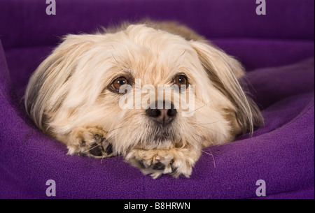 Shih Tzu-Malteser Kreuz Hund Stockfoto