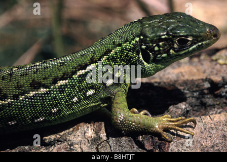 Lacerta bilineata Stockfoto