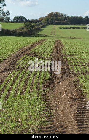 Traktor-Trails durch Winterweizen Stockfoto