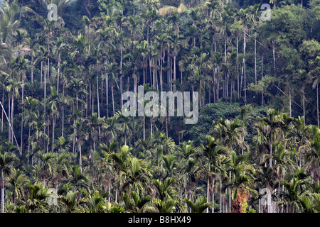 Betelnuss Bäumen befindet sich in Chiayi County Taiwan Stockfoto