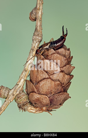 Ohrwurm Forficula Auricularia auf Tannenzapfen Stockfoto