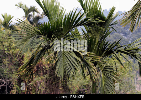 Betelnuss Bäumen befindet sich in Chiayi County Taiwan Stockfoto