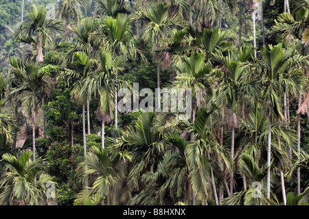 Betelnuss Bäumen befindet sich in Chiayi County Taiwan Stockfoto