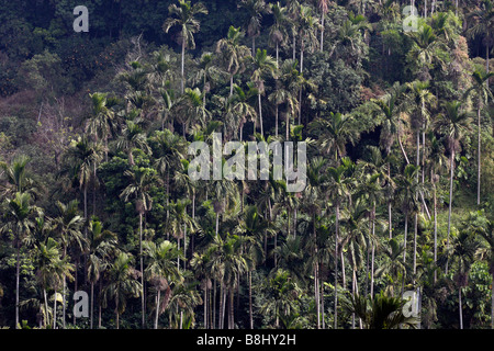 Betelnuss Bäumen befindet sich in Chiayi County Taiwan Stockfoto