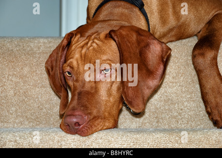 Eine junge ungarische Vizsla Hündin schaut oben an der Treppe und auf der Suche nach ein bisschen einsam mit einem Stirnrunzeln auf seinem faltigen Gesicht Stockfoto