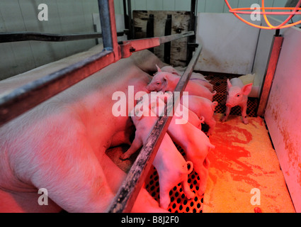 Spanferkel auf eine moderne Hog-Zuchtfarm Stockfoto