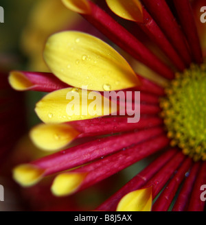 Nahaufnahme von Chrysanthemum Blütenblätter mit Wassertropfen besprüht. Stockfoto