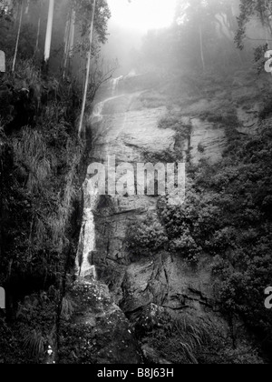 Wasserfall über die Felsen unter Bäumen Eukalyptus im Nebel. Sri Lanka Stockfoto