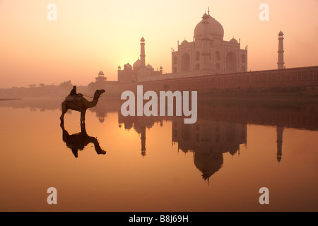 Kamel im Fluss Yamuna und Taj Mahal bei Sonnenaufgang, Agra, Indien Stockfoto