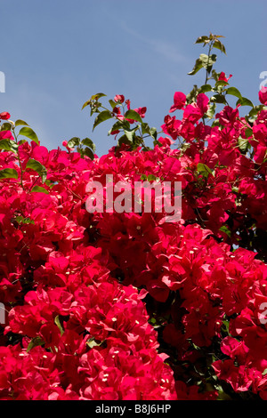 Rote Blumen (Bougainvillea) wächst in Mallorcas Hauptstadt Palma. Stockfoto