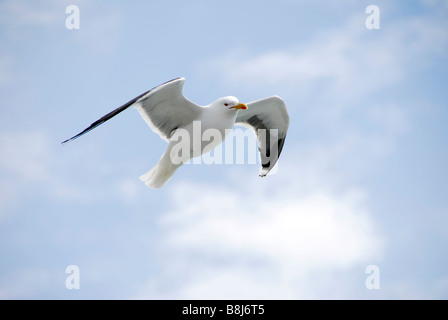 Möwen schweben neben der Fähre von Oban, Mull, Schottland Stockfoto