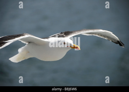 Möwen schweben neben der Fähre von Oban, Mull, Schottland Stockfoto