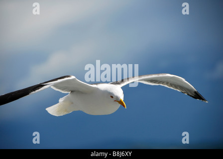 Möwen schweben neben der Fähre von Oban, Mull, Schottland Stockfoto