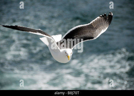 Möwen schweben neben der Fähre von Oban, Mull, Schottland Stockfoto