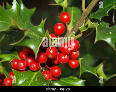 Nahaufnahme von einer Stechpalme Bush mit stacheligen Blättern und runden rote Beeren. Stockfoto