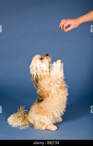 Shih Tzu-Malteser Kreuz Hund Stockfoto