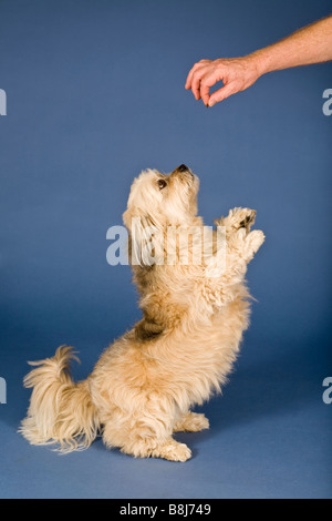 Shih Tzu-Malteser Kreuz Hund Stockfoto