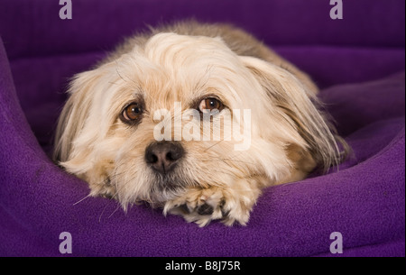 Shih Tzu-Malteser Kreuz Hund Stockfoto