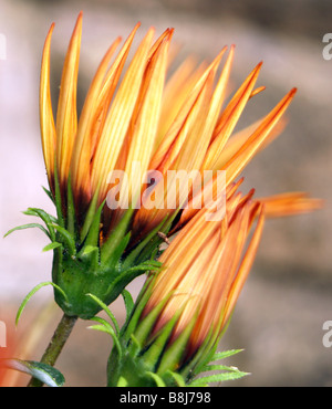 Nahaufnahme von Gazanien Blütenköpfchen. Stockfoto