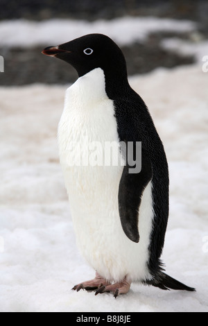 Ein Adelie Pinguin - Pygoscelis Adeliae - Danko Island in der Antarktis Stockfoto