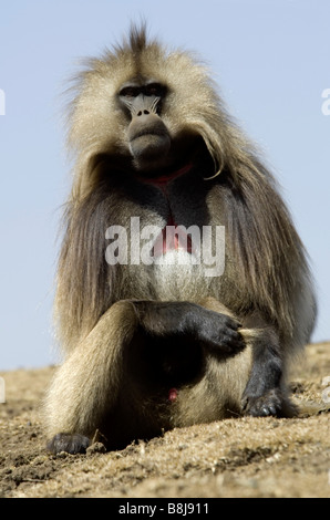 Gelada Baboon Theropithecus Gelada Simien Äthiopien Stockfoto