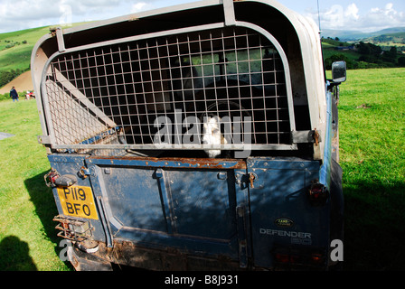 Border Collie im hinteren Teil ein Land Rover, auf einer Farm in den Brecon Beacons, Wales Stockfoto