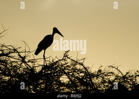 Marabou Storch Leptoptilos Crumeniferus Lake Awasa Äthiopien Stockfoto