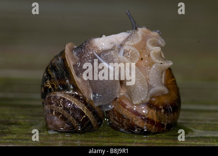 Garten Schnecke Helix Aspersa paar Paarung Stockfoto