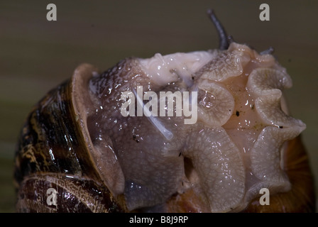 Garten Schnecke Helix Aspersa paar Paarung Stockfoto