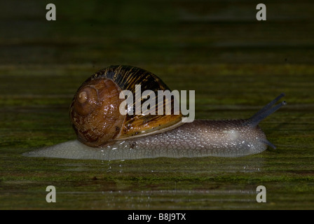 Garten Schnecke Helix Aspersa im Garten Stockfoto