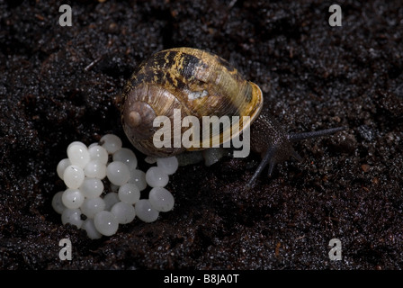 Garten Schnecke Helix Aspersa Eiablage im Boden in der Nacht Stockfoto