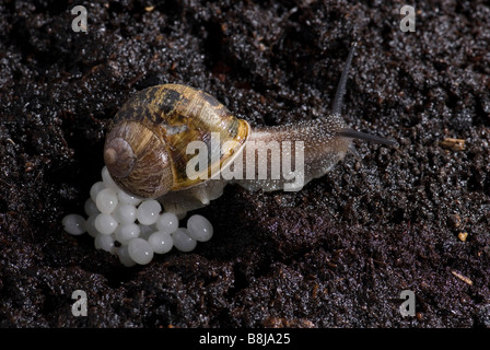 Garten Schnecke Helix Aspersa Eiablage im Boden in der Nacht Stockfoto