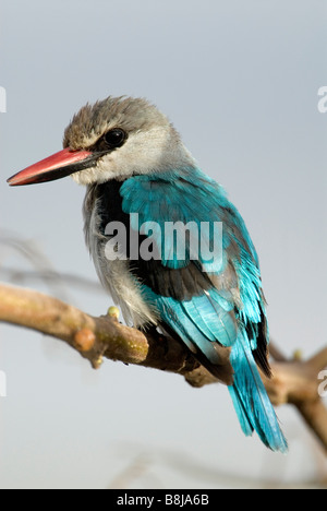 Woodland Kingfisher Halcyon Senegalensis Lake Awasa Äthiopien Stockfoto