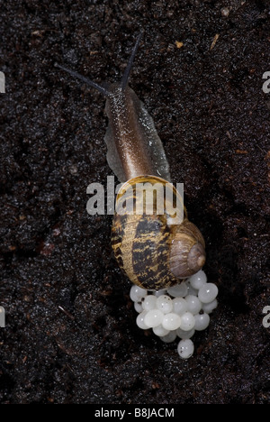 Garten Schnecke Helix Aspersa Eiablage im Boden in der Nacht Stockfoto