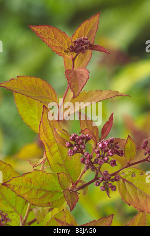 Spiraea Japonica 'Goldflame' (japanische Spiraea) Bronze-rot junge Blätter und Blütenknospen. Stockfoto