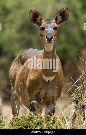 Berg Nyala Tragelaphus Buxtoni Ballen Äthiopien Stockfoto