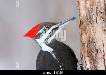 Weibliche Helmspecht hautnah Stockfoto