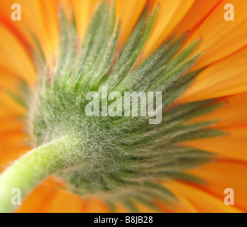 Nahaufnahme von einem hellen orange Gerbera Daisy Blume. Stockfoto