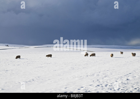Dh Schafe Schafe aus dem Vereinigten Königreich Herde Schneefeld Beweidung Orkney stürmischen schwarze Wolken Stockfoto