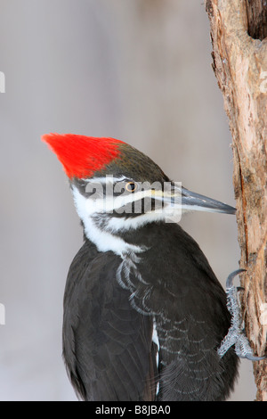 Weibliche Helmspecht schließen Up - vertikal Stockfoto