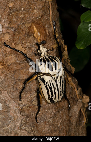 Goliath Käfer Goliathus Orientalis Afrika Stockfoto