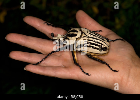 Goliath Käfer Goliathus Orientalis Afrika Stockfoto