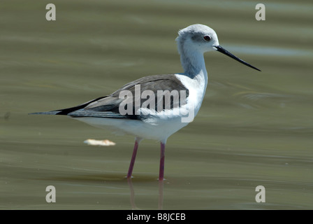 Schwarz geflügelte Stelzenläufer Himantopus Himantopus Äthiopien Stockfoto