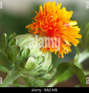 Nahaufnahme von einem orange Saflor Distel wie Blütenkopf. Stockfoto