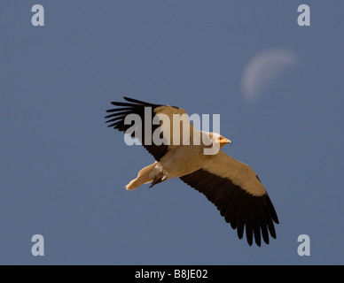 Ägyptischer Geier Neophron Percnopterus Simien Äthiopien Stockfoto