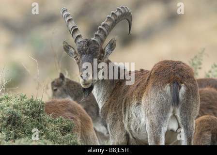 Walia Ibex Capra Walie Simien Äthiopien Stockfoto