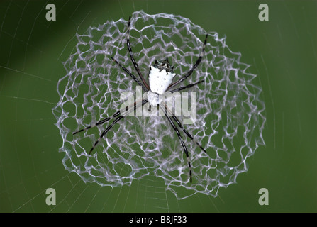 Ergiope Spider Argiope Savigyni Costa Rica Stockfoto